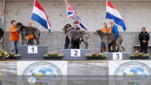 Crumbaugh O'Cockaigne eerste en Cranston Argyll O'Cockaigne derde in de CSS klas bij het Wereld Kampioenschap Coursing.