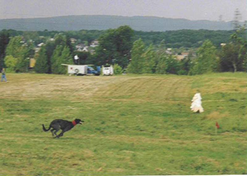 Prudence beim Coursing in Belfort (FR)